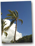Coconut Palms