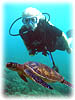Scuba diving with turtles