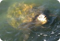 one of several resident turtles at Kahana Reef