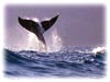 whale watching